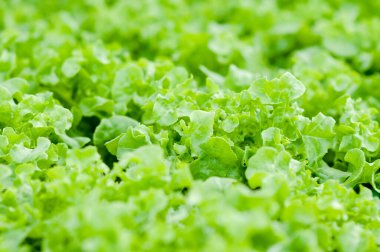 Yeşil bitkilerin doğal dokusu