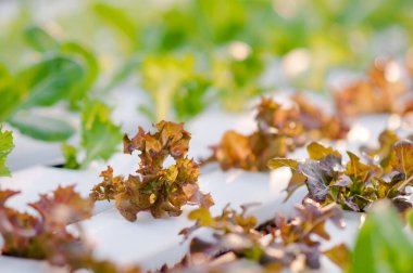  Toprakta yetişen bitki yaprakları