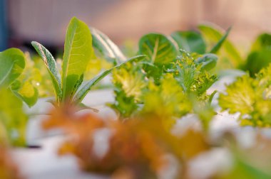 Yeşil bitkilerin doğal dokusu