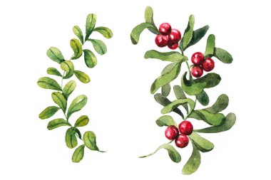  yeşil bitkiler ve böğürtlenler 