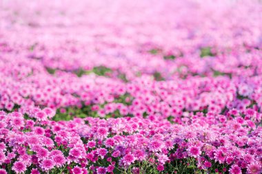 Bahçede yeşil yapraklı çiçek açan pembe kasımpatı (Hardy Mums) 