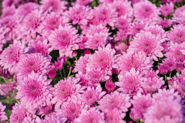 Bahçede yeşil yapraklı çiçek açan pembe kasımpatı (Hardy Mums) 