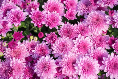 Bahçede yeşil yapraklı çiçek açan pembe kasımpatı (Hardy Mums) 