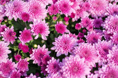 Bahçede yeşil yapraklı çiçek açan pembe kasımpatı (Hardy Mums) 