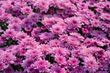 Bahçede yeşil yapraklı çiçek açan pembe kasımpatı (Hardy Mums) 