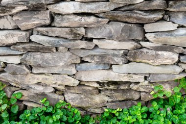 Duvar arkaplanındaki yapraklar, doku, kapat