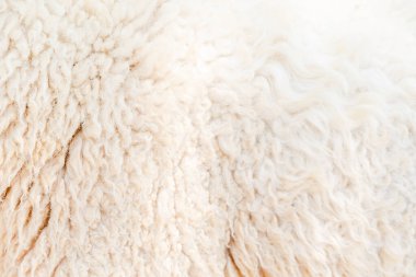 Koyunların beyaz renk tonlu doğal lif termal kürk dokusu. Tasarım çalışması veya metin iletisi için arkaplan.