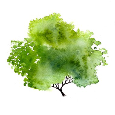 Yapraklı yeşil ağaç. El çizimi suluboya resim, beyaz arkaplanda izole.