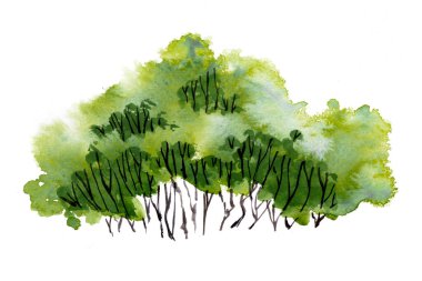 Yapraklı yeşil ağaçlar. El çizimi suluboya resim, beyaz arkaplanda izole.