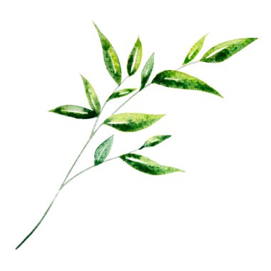 Yaprakların dokusu, beyazdaki bitkiler 