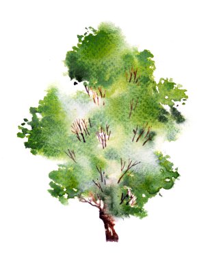 Yapraklı yeşil ağaç. El çizimi suluboya resim, beyaz arkaplanda izole.