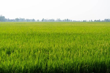 Yeşil otların doğal dokusu