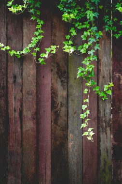 Ahşap duvardaki yeşil yapraklar