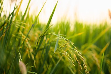 Yeşil otların doğal dokusu