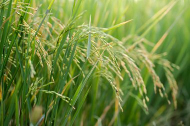 Yeşil otların doğal dokusu