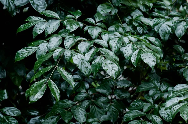 Textura Natural Das Plantas Verdes — Fotografia de Stock