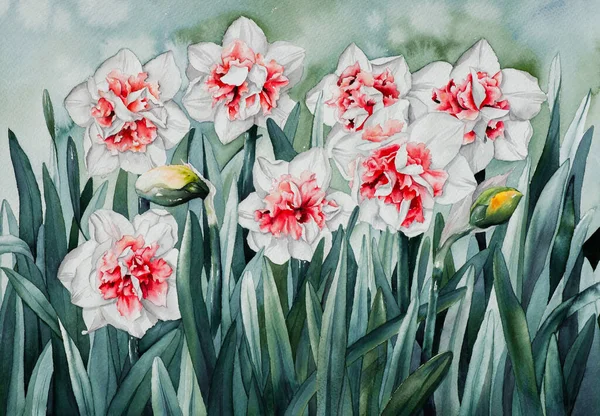 daffodils painted flowers, plants
