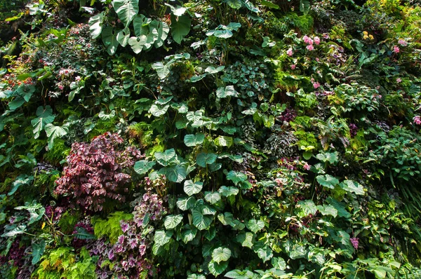 Textura Natural Das Plantas Verdes — Fotografia de Stock