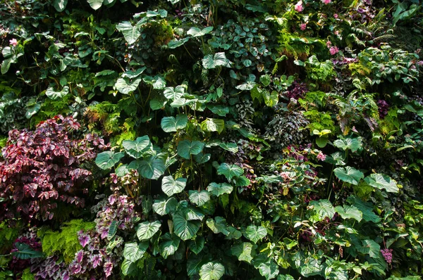 Textura Natural Las Plantas Verdes — Foto de Stock