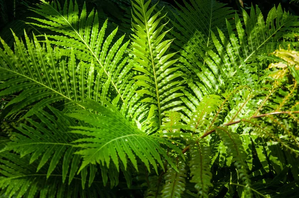 绿色植物的自然质感 — 图库照片