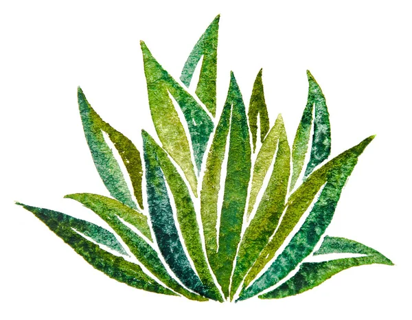 Die Textur Der Blätter Pflanzen Auf Weiß — Stockfoto