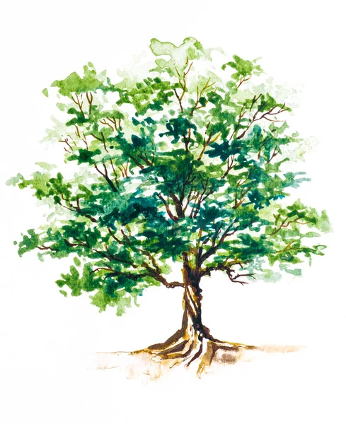 Grönt Träd Med Löv Hand Dras Akvarell Målning Isolera Vit — Stockfoto