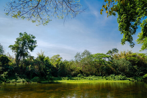 Природа. Пруд в парке
