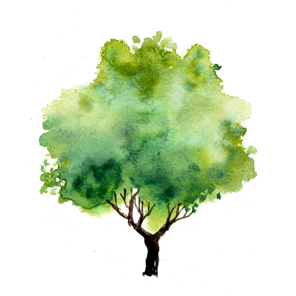 Green Tree Leaves Hand Drawn Watercolor Painting Isolate White Background — Stock Photo, Image