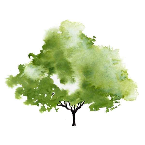 Yapraklı yeşil ağaç. El çizimi suluboya resim, beyaz arkaplanda izole.