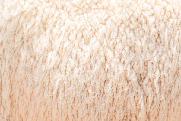 Fibra Natural Pele Térmica Fundo Textura Ovelhas Com Tom Cor — Fotografia de Stock