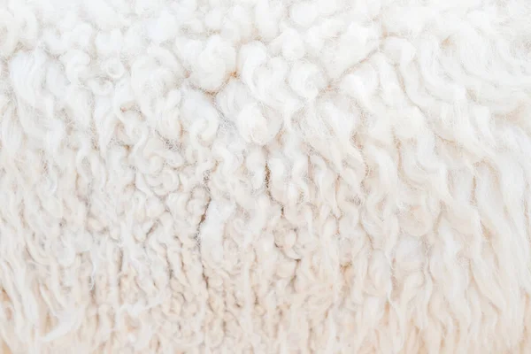 Fibre Naturelle Laine Fourrure Thermique Fond Mouton Avec Ton Blanc — Photo