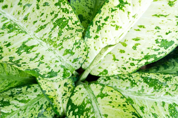 Natuurlijke Textuur Van Groene Planten — Stockfoto