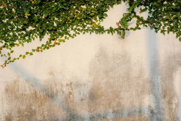 建物や緑の葉の壁や質感 — ストック写真