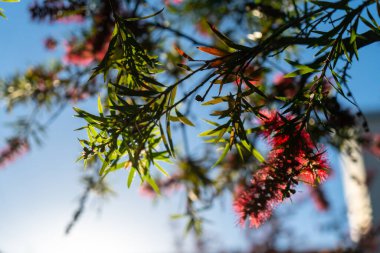 Çiçek açan ağacın doğal dokusu.