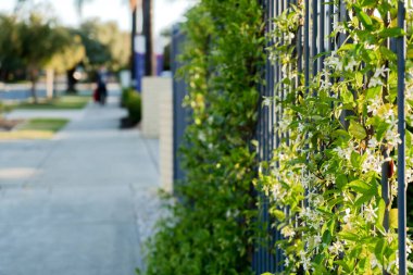 Parktaki çitlerdeki yeşil bitkiler