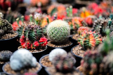 Kaktüs bitkileri, bitki örtüsü, doğa