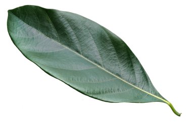 Yaprak beyazda izole 