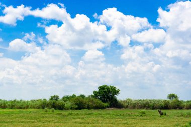 Doğa. Güzel yaz parkı