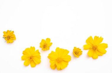 Sarı çiçekler beyaz üzerine izole edilmiş 