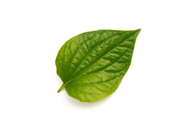 Yaprak beyazda izole 