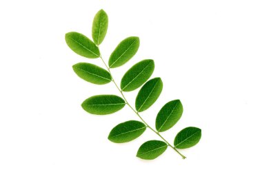 yeşil yapraklar beyaz üzerinde izole 