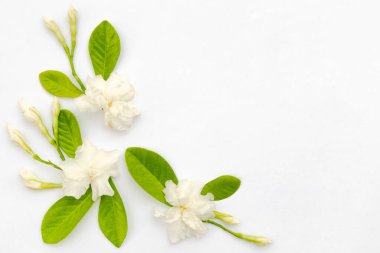 beyaz çiçekler beyaz üzerine izole 