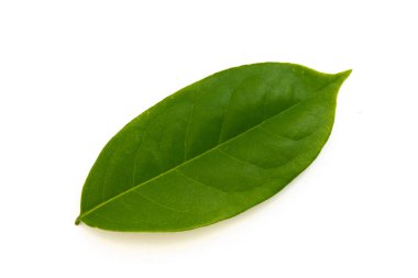 yeşil yaprak beyaz üzerinde izole 