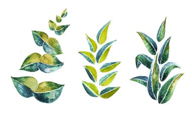 Yaprakların dokusu, beyazdaki bitkiler 