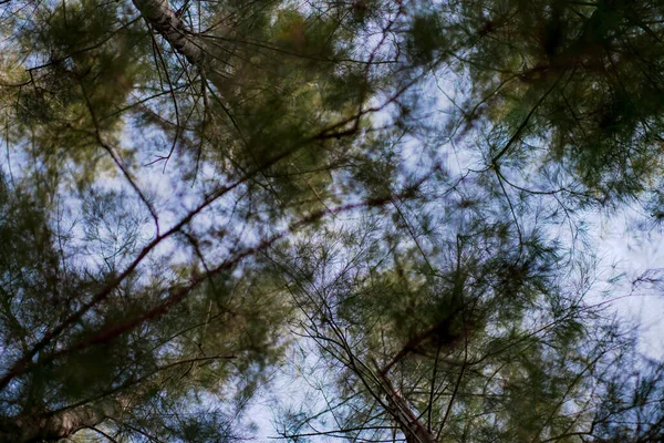 Groene Pijnbomen Blauwe Lucht Achtergrond — Stockfoto