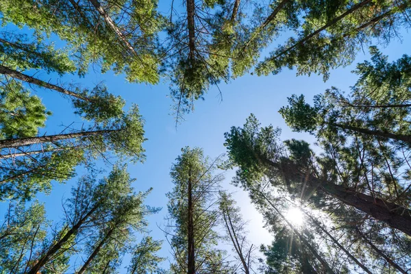 Grön Tall Träd Blå Himmel Bakgrund — Stockfoto