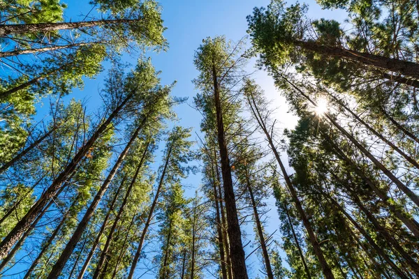 Grön Tall Träd Blå Himmel Bakgrund — Stockfoto