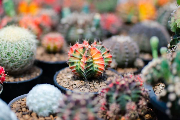 Kaktusy Flora Przyroda — Zdjęcie stockowe