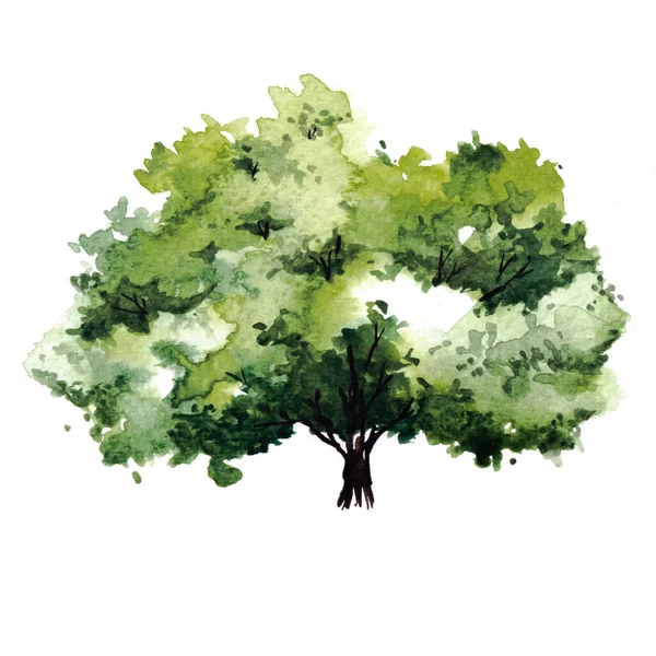 Albero Verde Con Foglie Pittura Acquerello Disegnata Mano Isolata Sfondo — Foto Stock