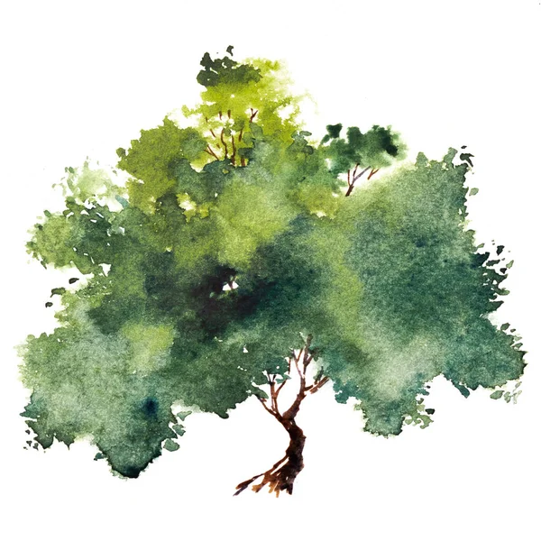 Yapraklı yeşil ağaç. El çizimi suluboya resim, beyaz arkaplanda izole.
